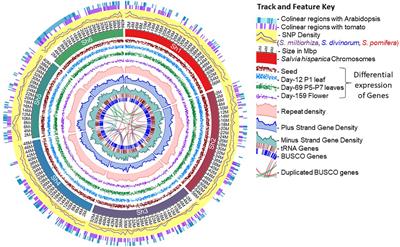 Reference genome of the nutrition-rich orphan crop chia (Salvia hispanica) and its implications for future breeding